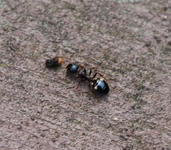 Dolichoderus sibiricus