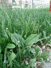 Plantago major