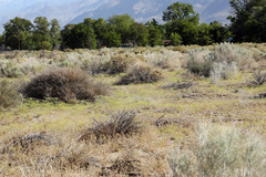 Eriogonum brachyanthum