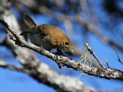 Chasiempis sclateri