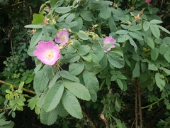 Rosa rubiginosa
