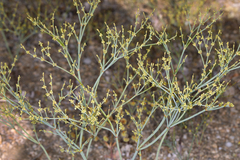 Eriogonum brachyanthum