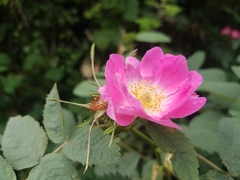 Rosa rubiginosa