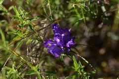 Edraianthus tenuifolius