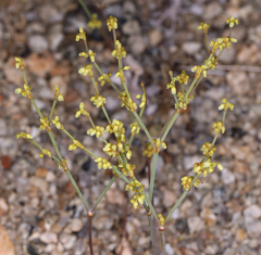 Eriogonum brachyanthum