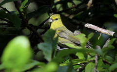 Chlorodrepanis stejnegeri