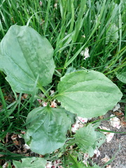 Plantago major
