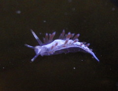 Coryphella cooperi