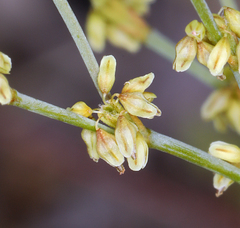 Eriogonum brachyanthum