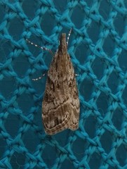 Eudonia rectilinea
