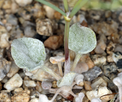 Eriogonum brachyanthum