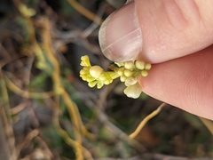 Cuscuta