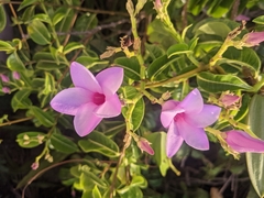 Cryptostegia madagascariensis