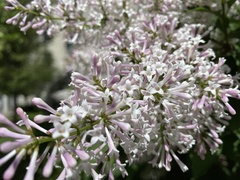 Syringa vulgaris