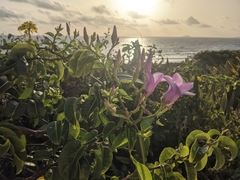 Cryptostegia madagascariensis
