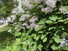 Syringa vulgaris