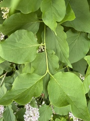 Syringa vulgaris