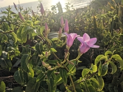 Cryptostegia madagascariensis