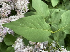 Syringa vulgaris