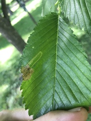 Agromyza aristata