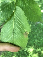 Agromyza aristata