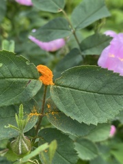 Phragmidium rosae-multiflorae