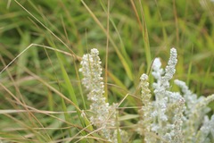 Artemisia pycnocephala