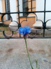 Centaurea cyanus