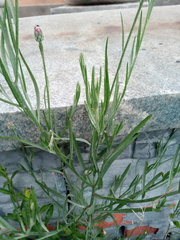 Centaurea cyanus