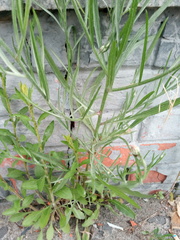 Centaurea cyanus
