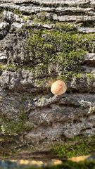 Rhodotus palmatus