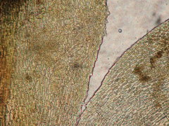 Pseudisothecium cristatum