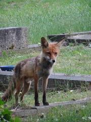 Vulpes vulpes