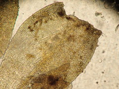 Pseudisothecium cristatum