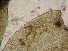 Pseudisothecium cristatum