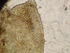 Pseudisothecium cristatum