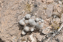 Escobaria sneedii sneedii