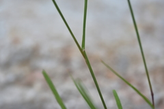 Phleum subulatum