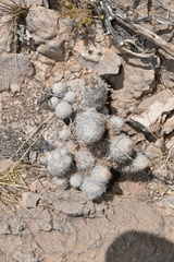 Escobaria sneedii sneedii