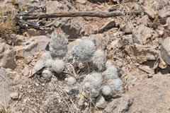 Escobaria sneedii sneedii