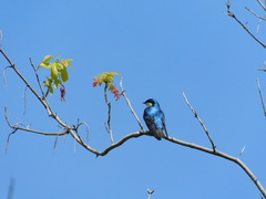 Tachycineta bicolor image