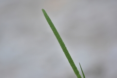 Phleum subulatum