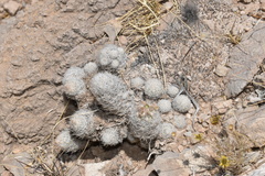 Escobaria sneedii sneedii