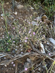 Silene laconica