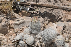 Escobaria sneedii sneedii