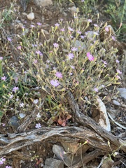 Silene laconica