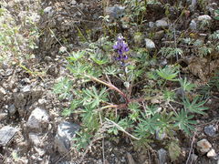 Lupinus matucanicus