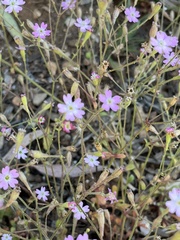 Silene laconica