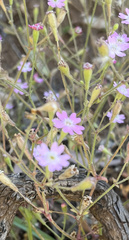 Silene laconica