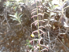Paspalum flavum